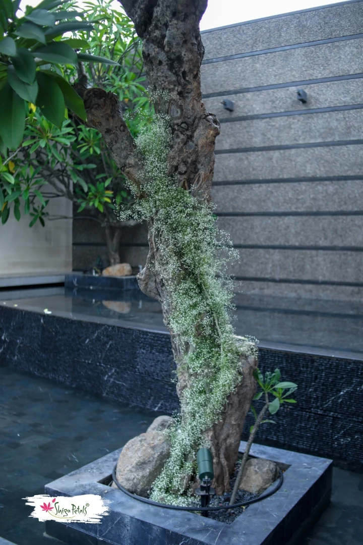 Image link